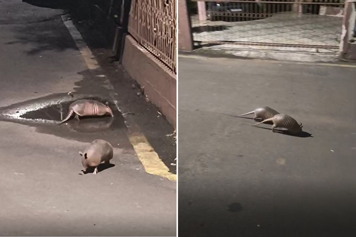 Dupla de tatus passeava tranquilamente por Concórdia