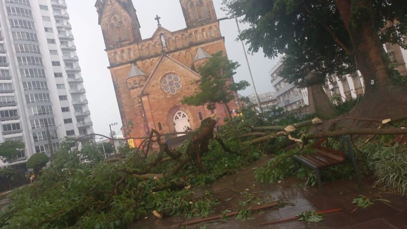 Estragos causados pelo temporal: árvore derrubada pelas rajadas de vento em Lages - Reprodução/Redes sociais