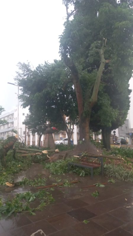 Árvore caiu após rajadas de vento durante o forte temporal que atingiu Lages na tarde de segunda-feira (22) - Reprodução/Redes sociais
