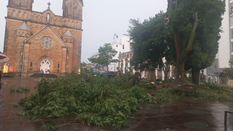 Queda de árvore bloqueou parcialmente a via após a chuva intensa e os ventos fortes registrados no município - Reprodução/Redes sociais