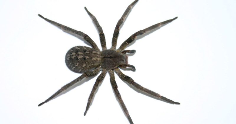 Aranha-armadeira da espécie phoneutria - Governo de Santa Catarina/Divulgação/ND Mais