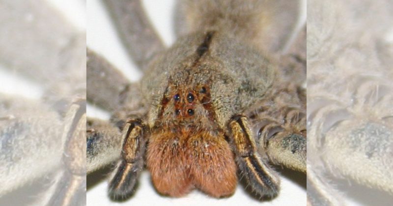 Aranha-armadeira da espécie phoneutria - Governo de Santa Catarina/Divulgação/ND Mais