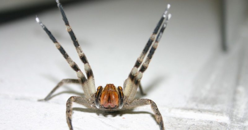 Aranha-armadeira da espécie phoneutria - Governo de Santa Catarina/Divulgação/ND Mais