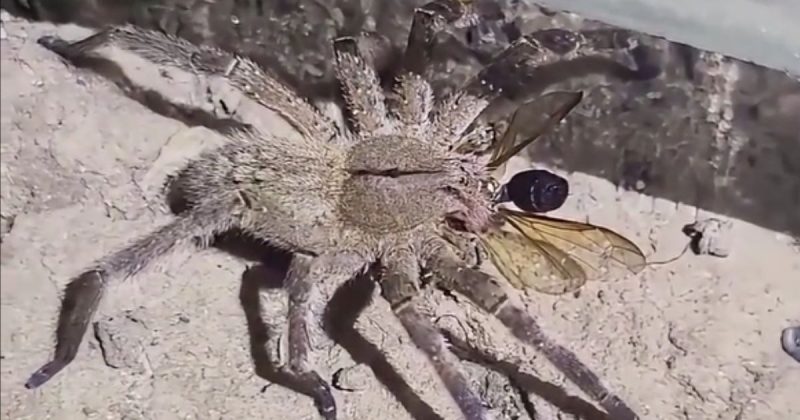 Biólogo também achou uma aranha-armadeira predando inseto em Irineópolis - Gilberti Duwe/Redes sociais/ND Mais