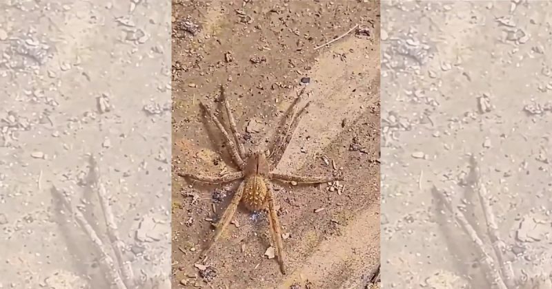 Peçonhenta, aranha-armadeira encontrada em Jaraguá do Sul é a mais perigosa do Brasil - Gilberto Duwe/Redes sociais/ND Mais