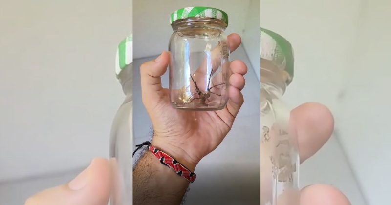 Aranha foi colocada em um vidro para ser liberada em local seguro para ela e para os humanos - Aranha armadeira em Jaraguá do Sul