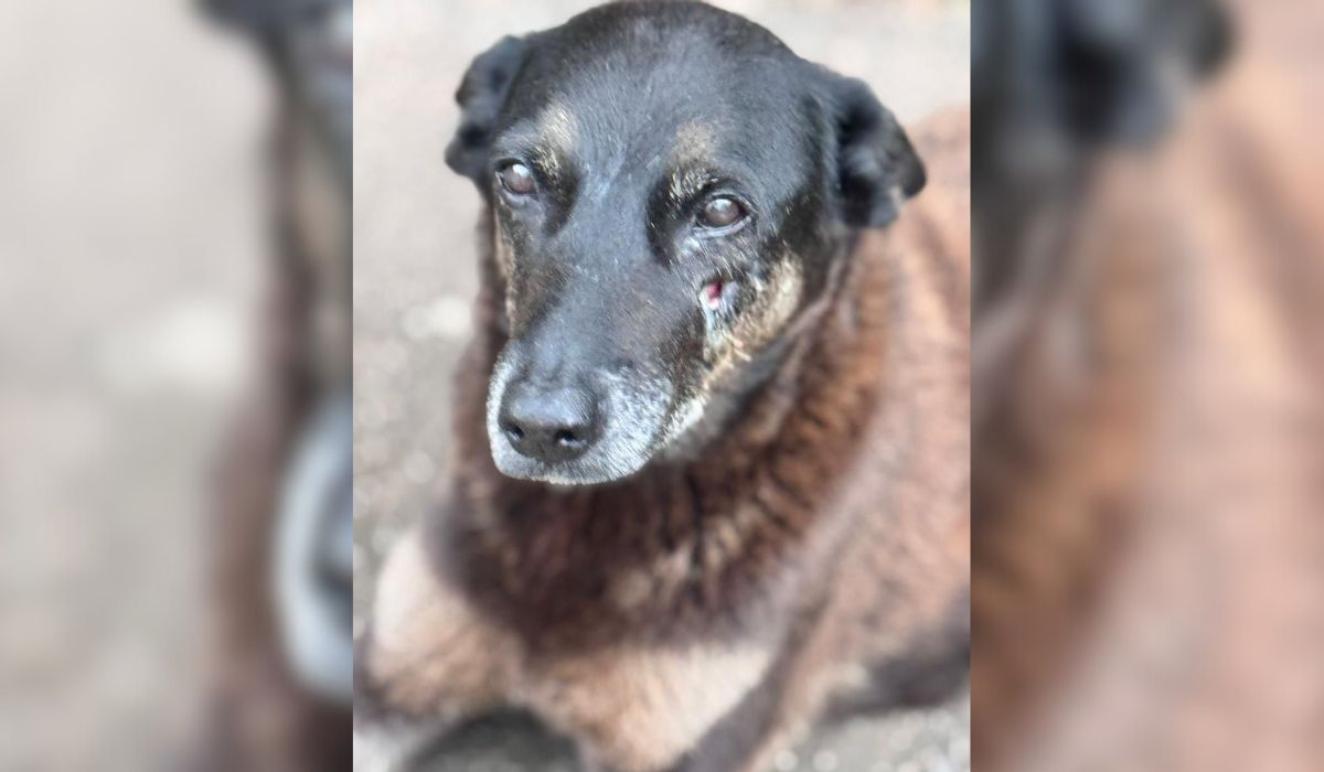 Morte de cão comunitário ‘Orelha’ motivou protesto neste sábado (17), em FlorianópolisFoto: Redes sociais/ND Mais