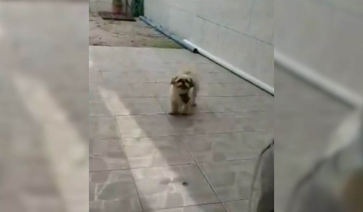 Kiko, cão abandonado em pet shop