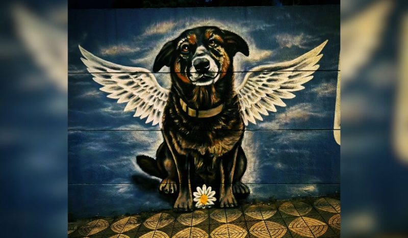 Orelha ganhou mural em Sorocaba (SP) - Sorocabanices/@sorocabanices/Instagram