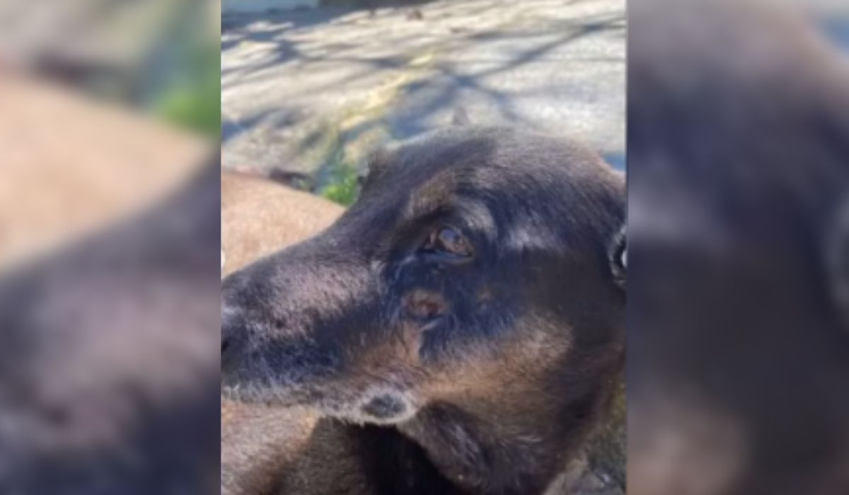 Animal vivia na Praia Brava, no Norte da IlhaFoto: Divulgação/ND Mais