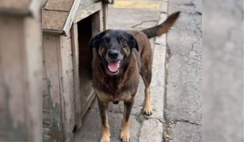 O cão Orelha convivia com a comunidade da Praia Brava há quase dez anos - Divulgação/ND Mais