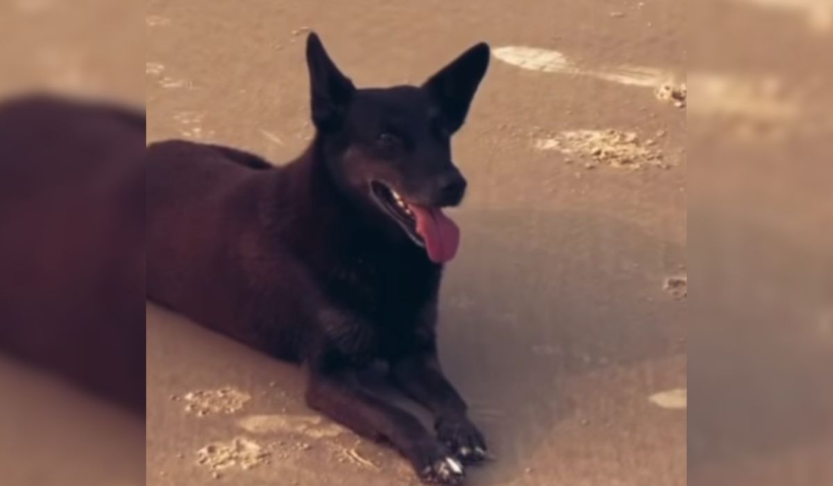 Advogado esclarece motivos para não expor adolescentes suspeitos de agredir o cão Orelha