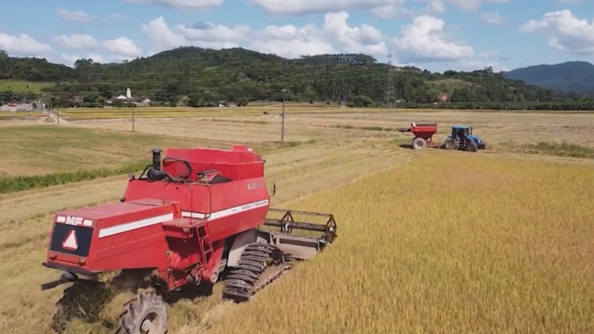 Colheita de arroz deve movimentar R$ 22 milhões na economia de cidade de SC