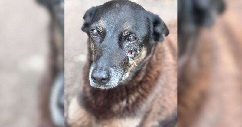 Cachorro Orelha: Flávio Bolsonaro cobra punição de adolescentes pela morte do animal