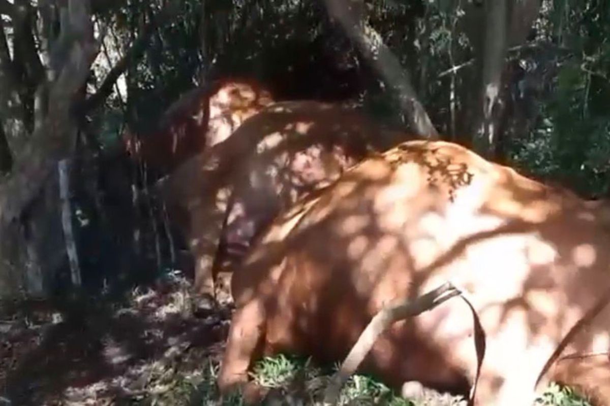 Descarga elétrica durante temporal causam morte de 26 bovinos na Serra Catarinense