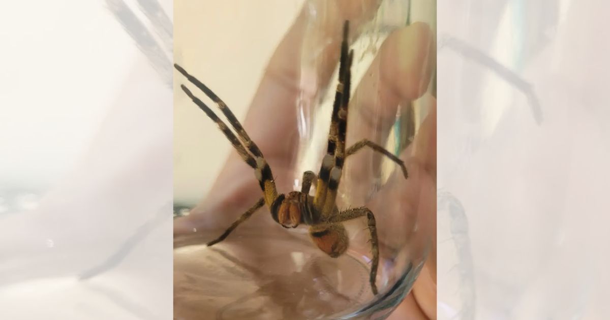 No período de 2021 a 2025, foram contabilizados 153 atendimentos relacionados a acidentes com aranhasFoto: Divulgação/Prefeitura de Jaraguá do Sul/ND Mais