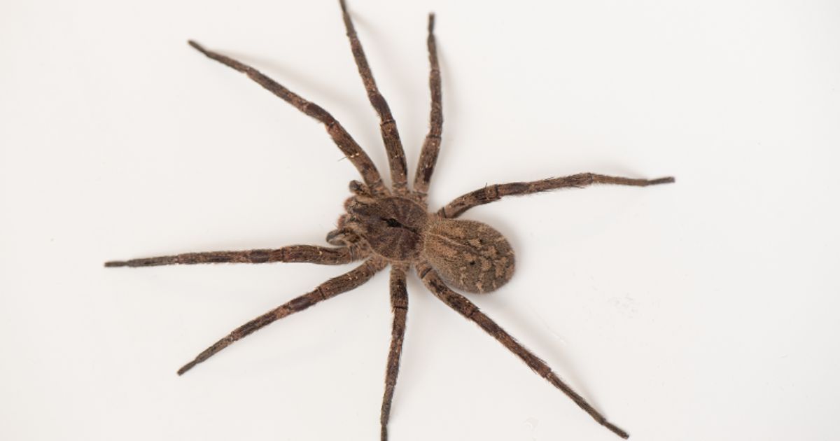 Aranha armadeira é considerada uma das mais venenosas do mundoFoto: Divulgação/Funed/ND Mais