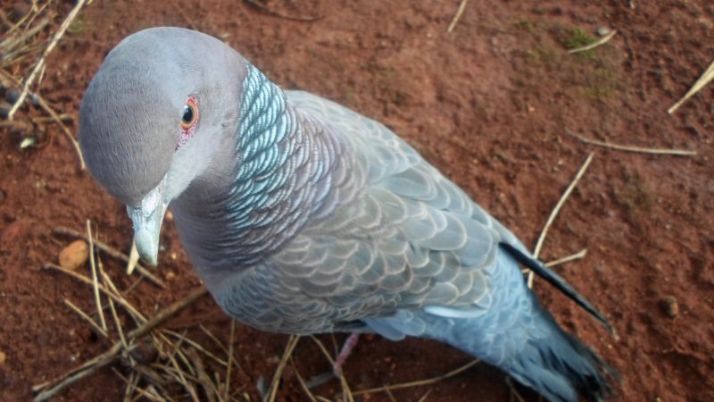 Pomba-d’oca (ou pombo-das-cavernas): comum na Europa, vive cerca de oito a dez anos na natureza e pode chegar a 15 anos em cativeiro - Canva/ND Mais