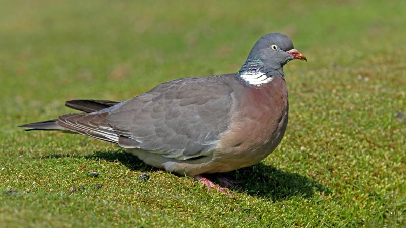 Pombo-torcaz (ou pomba-das-madeiras): maior que o pombo urbano, pode viver entre 15 e 18 anos em condições favoráveis. Em alguns países europeus, a caça reduz significativamente esse tempo na natureza - Canva/ND Mais