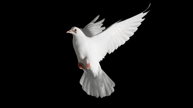 Pombos-brancos de criação: frequentemente usados em cerimônias, como casamentos, costumam ter baixa taxa de sobrevivência quando soltos, já que não estão adaptados à vida selvagem e se tornam presas fáceis - Canva/ND Mais