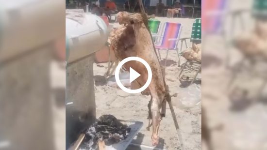 Vídeo mostra porco inteiro sendo assado na areia em Florianópolis