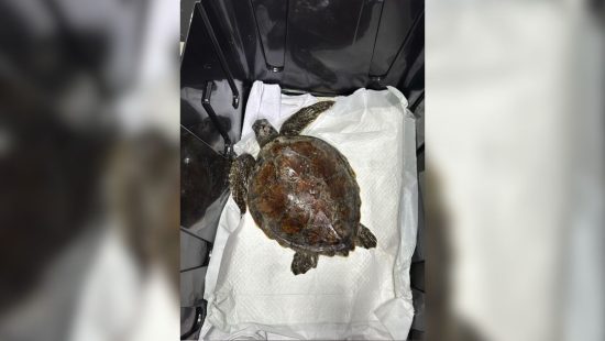 Resgate de tartaruga ‘entupida’ de plástico levanta alerta ambiental