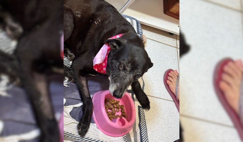 Pretinha está internada e tem apenas 40% de chances de ser curada - Reprodução/ND Mais