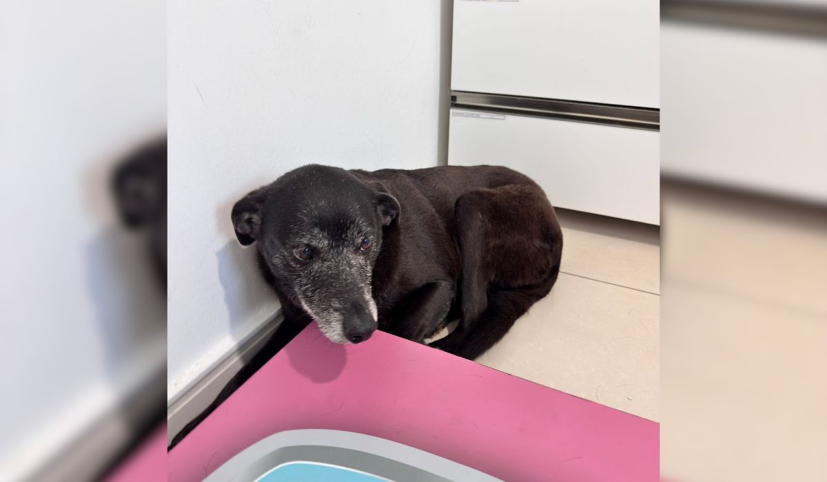 Pretinha, melhor amiga de Orelha, tem quadro de insuficiência renal crônica e hemoparasitose - Reprodução/ND Mais