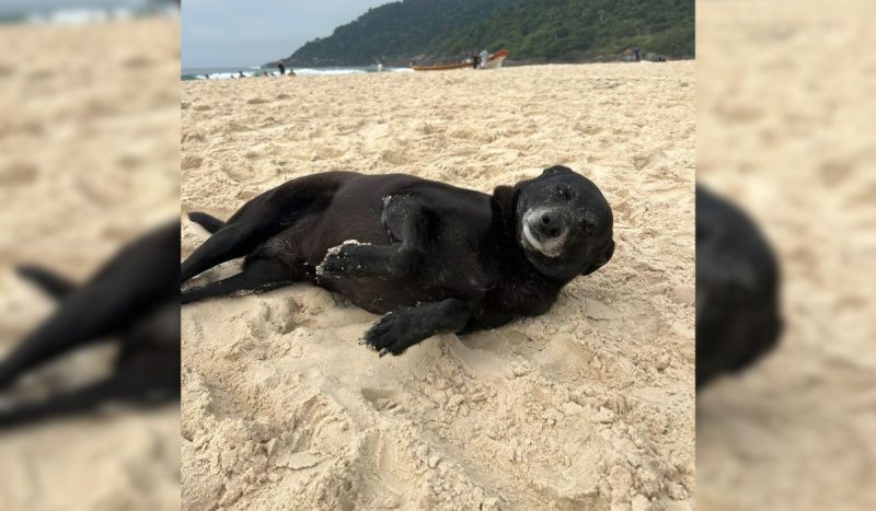 Pretinha era muito amiga do cão Orelha - Reprodução/ND Mais