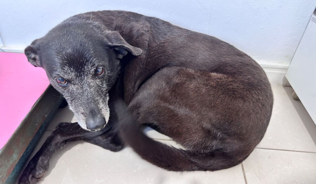 Morre Pretinha, melhor amiga do cão Orelha; 'Não conseguimos salvá-la'