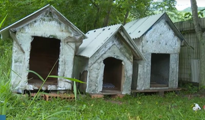 Orelha, Pretinha e Caramelo, os cães comunitários da Praia Brava, tinham casinhas construídas por moradores - Reprodução/NDTV
