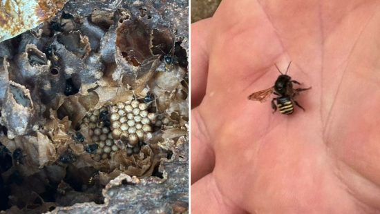 Região de SC reúne mais de 13 mil apicultores e se destaca na produção de mel