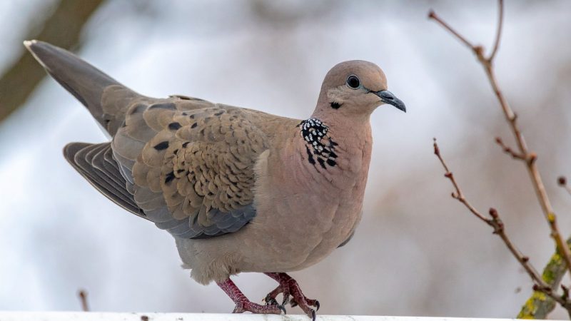 Rola-turca: mais esguia e com um anel escuro no pescoço, tem expectativa média de seis a nove anos, mas vive menos em áreas urbanas densas - Canva/ND Mais