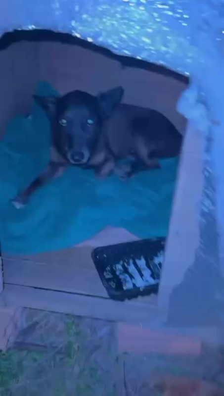 Polícia investigou maus-tratos e coação no caso Orelha - Redes sociais/ND Mais