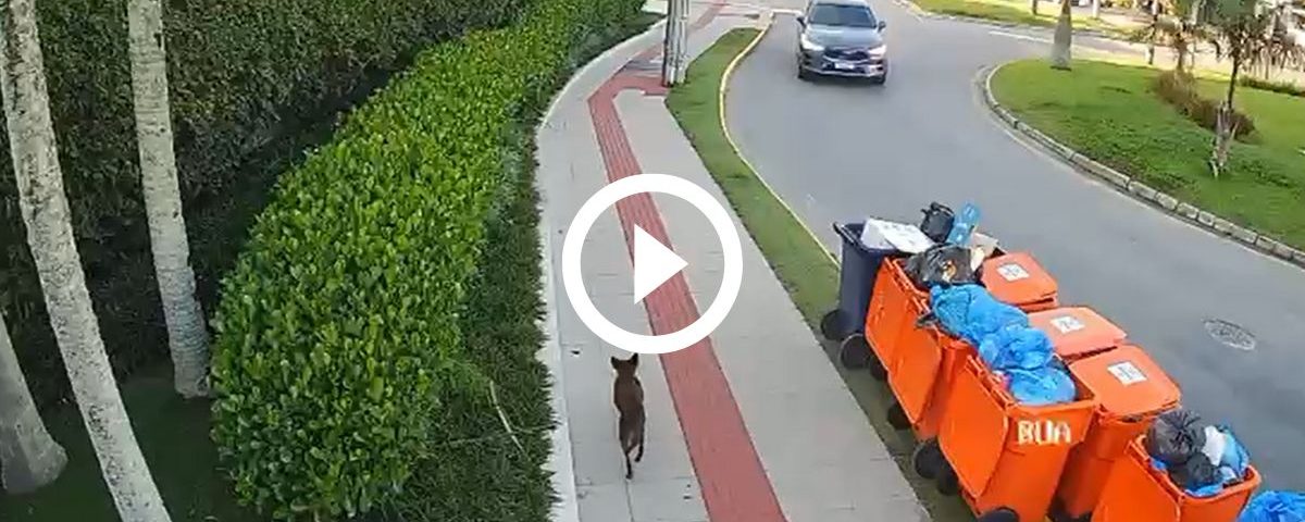 VÍDEO: Imagens mostram cão que seria o Orelha vivo após agressões