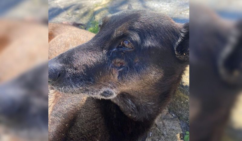 Animal vivia na Praia Brava, no Norte da Ilha - Carolina Bechelli Zylan/Arquivo Pessoal/ND Mais/Licensed under CC BY-SA 4.0