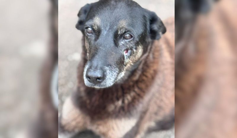 Orelha era um cão comunitário e cuidado por moradores do bairro - Carolina Bechelli Zylan/Arquivo Pessoal/ND Mais/Licensed under CC BY-SA 4.0