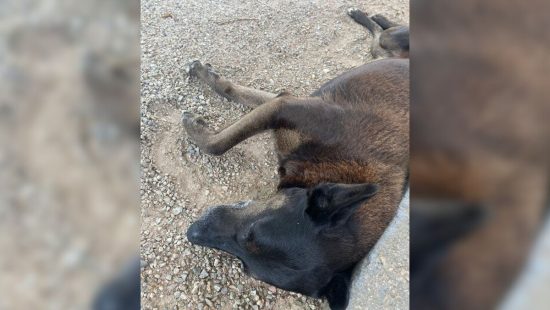 Polícia pede internação de adolescente que agrediu e matou cão Orelha em SC