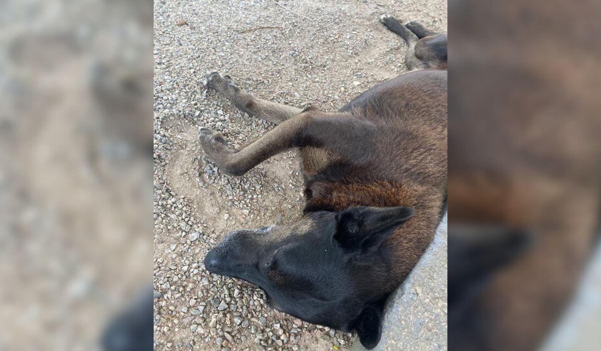 Síndica entregou imagens das câmeras do condomínio para auxiliar nas investigações das agressões ao cão Orelha