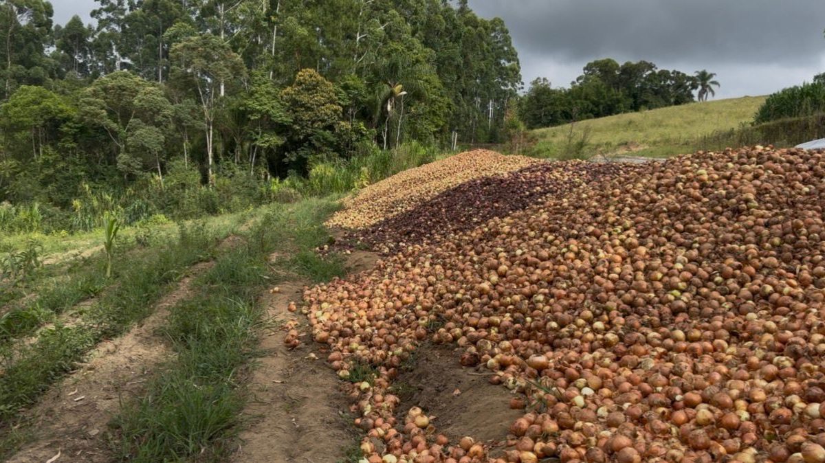 Crise da cebola: 7 cidades de SC decretam situação de emergência
