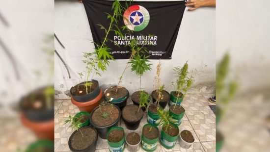Idoso é preso com 25 pés de maconha em SC e alega ‘experimentos’