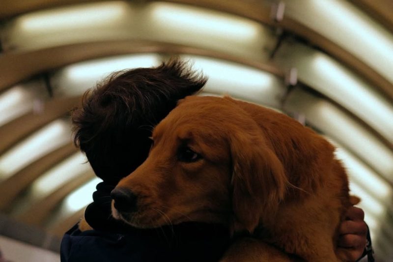 O cão que interpreta Shurastey acompanha a equipe em cenas gravadas nos Estados Unidos. - Nicolas Prattes/ND Mais