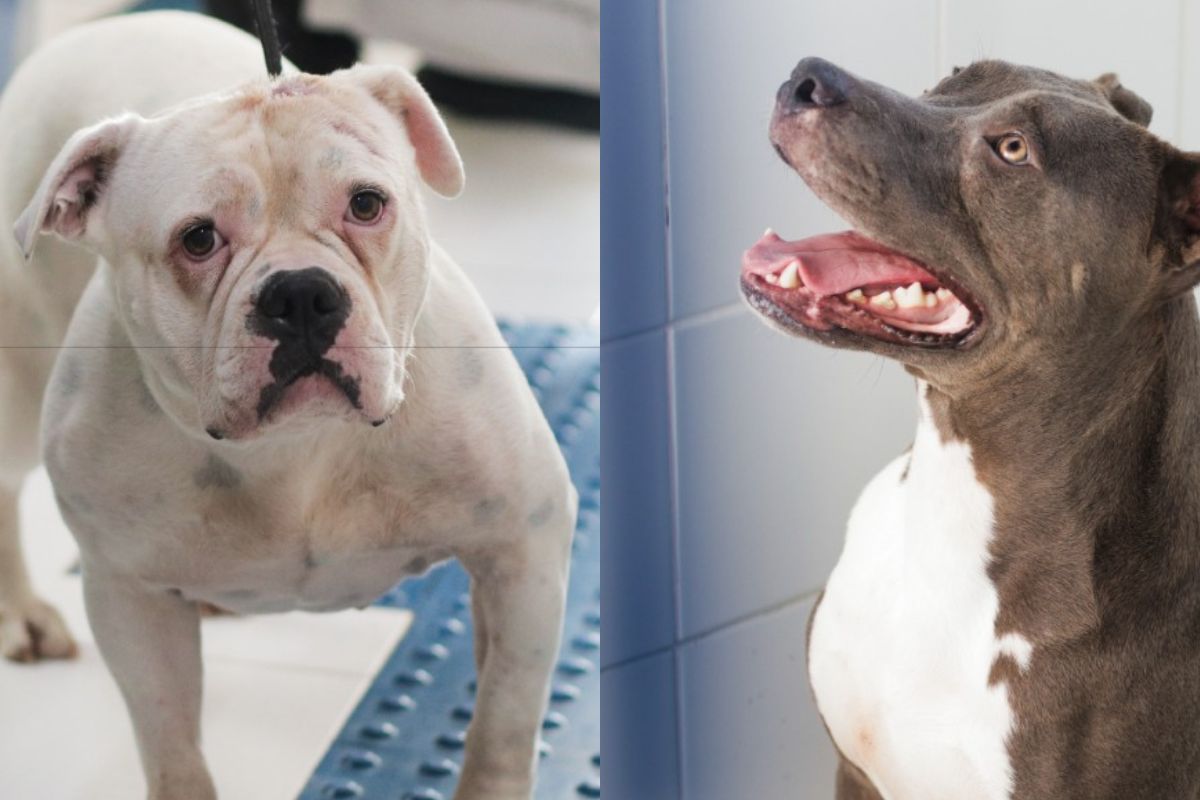 Cães resgatados pela Dibea em operação com a Polícia Civil na semana passadaFoto: Divulgação/DIBEA/ND Mais