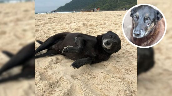 Pretinha, melhor amiga do cão Orelha, ganha ‘madrinha’ durante tratamento em Florianópolis