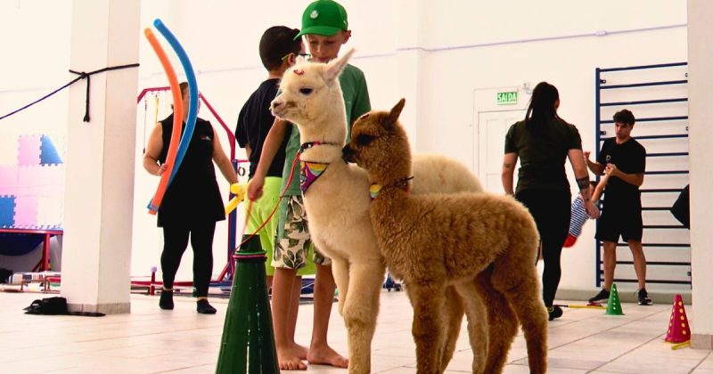 O valor de uma alpaca pode ultrapassar os 20 mil reais - Divulgação/ND Mais