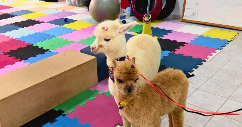 Alpacas surgiram na região andina, principalmente no Peru e na Bolívia - Divulgação/ND Mais