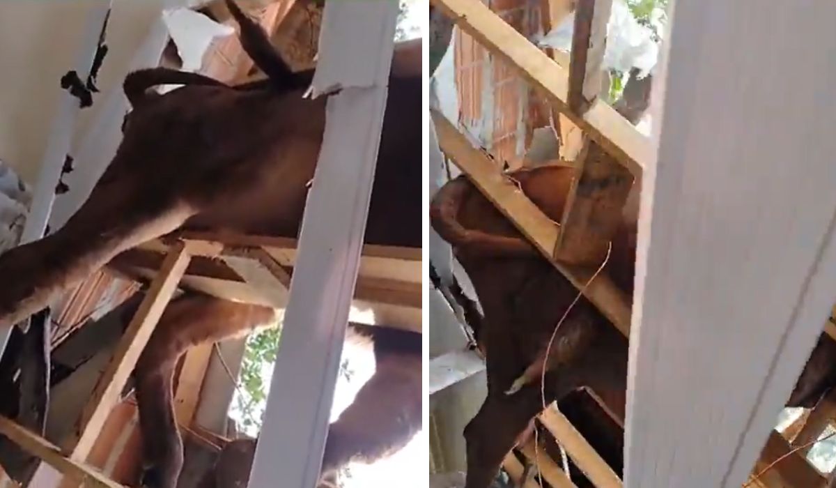 Boi sobe em telhado de casa em Tangará, no Meio-Oeste de SC