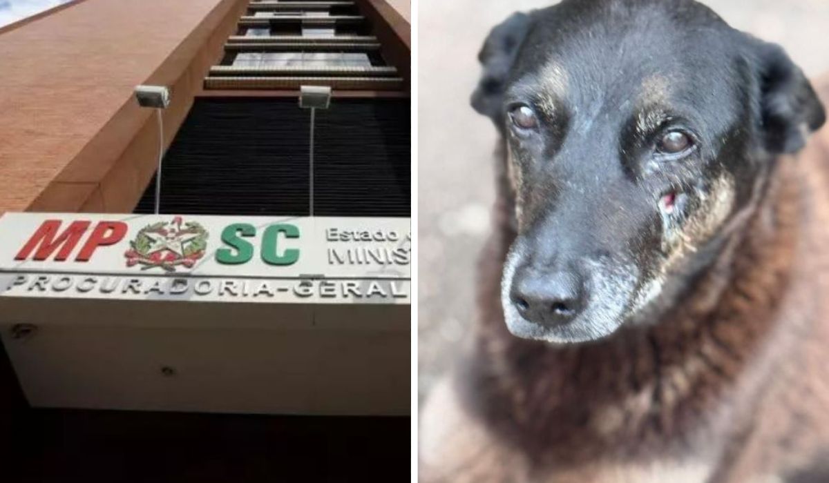 ‘Não houve agressão’: MPSC associa morte do cão Orelha à doença grave e pede arquivamento