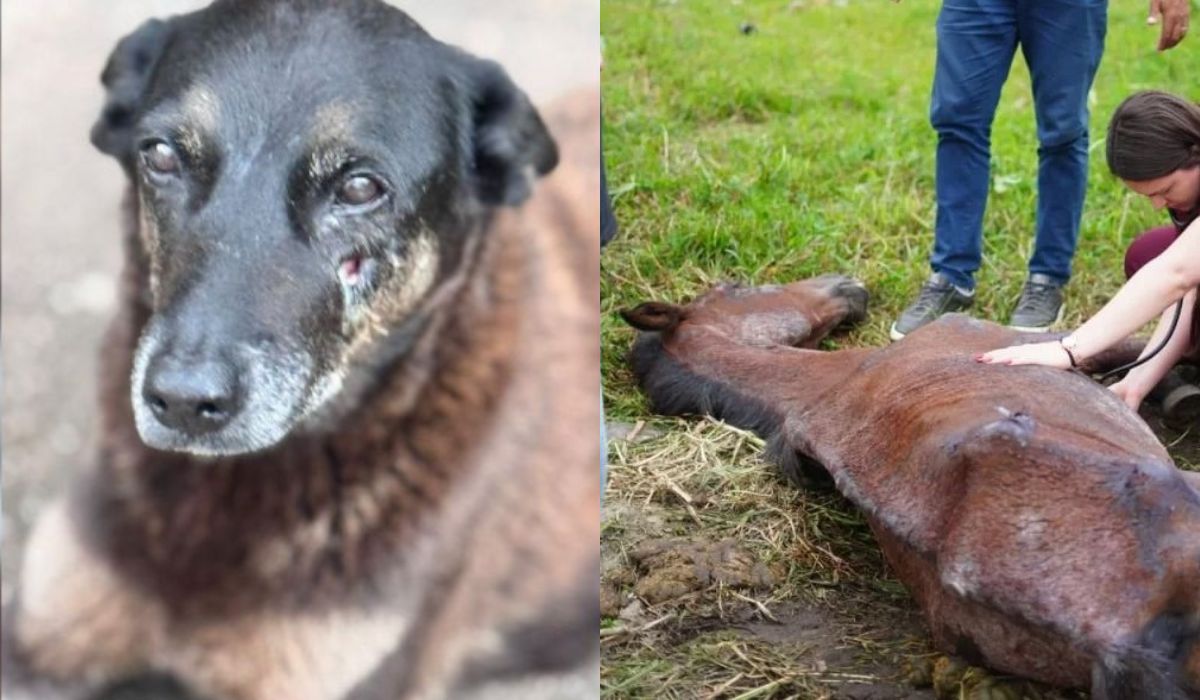 Cidade de SP é a primeira a aplicar o decreto ‘Justiça por Orelha’ com multa de R$ 23 milFoto: Montagem feita com imagens da Carolina Bechelli e da Prefeitura de Mongaguá