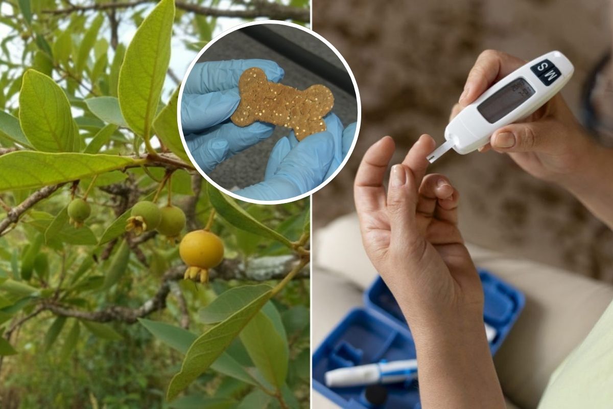 Biscoito à base de guabiroba pode ajudar a controlar glicemia e colesterol em SC